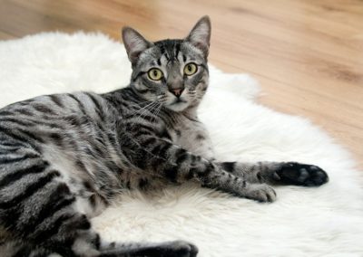 Cat laying on a carpet