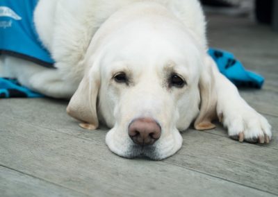 Labrador dog being very tired