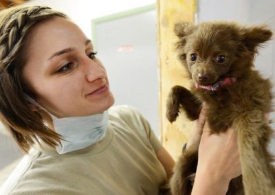 Puppy being check at VetCare