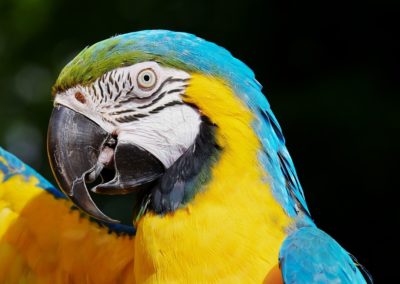 Parrot & Bird Care